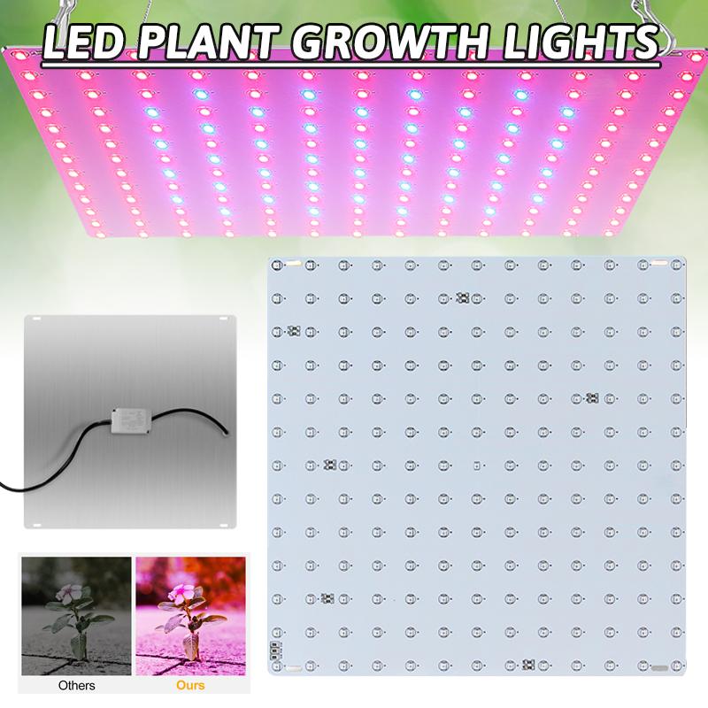 ILLUMINATED PETAL POWER MESH TOP